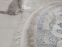 3 british shorthair afacan yuvalarını arıyor