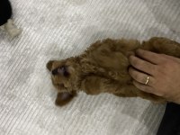 3 Aylık Aşıları Yapıldı Dişi Maltipoo Yavru