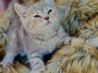 British Shorthair Yavru Kedimiz