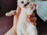 British shorthair