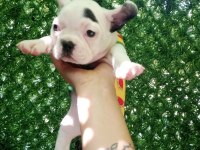 French bulldog 45 günlük dişi ankara