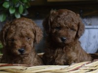 RED BROWN TOY POODLE