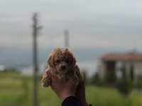 Maltipoo Bebekler