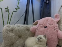 Bluepoint Dişi british shorthair yavruları