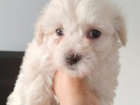 Ankara Maltipoo