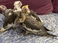 Vanilya PetStoredan Bebek Sultan Papağanları