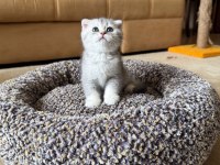 Safkan Silver Shaded Scottish Fold Erkek Ve Dişi Yavru
