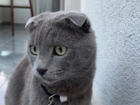 2 Buçuk Yaşında British Shorthair Kedimiz Duman