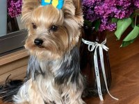 Çok akıllı zeki morkie