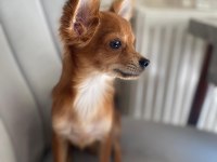 Sevecen minik pinscher
