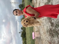 Toy Poodle Yavrularım sağlık ve arık garantilidir
