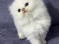 BRİTİSH LONGHAİR (SHOW KALİTE)