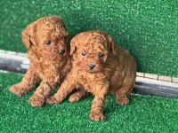 Mini Boy Toy Poodle Yavruları