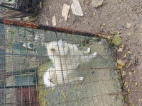 Samoyed sahibinden