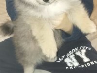 Pomeranian Erkek 72 günlük yavru köpek sahiplendirilecek