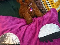 İzmir De Garantili Ev Üretimi Toy Poodle