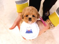 Show Düzey Toy Poodle Yavruları