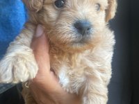 Beyaz ve renkli terrier bebekler