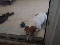 Jack Russell Köpeğimiz Sahiplendirilecek