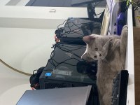 British shorthair ücretsiz yuva arıyorum