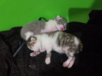 British shorthair aşk bebekler