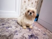 Yeni yıl şekerleri shih tzu yavrularımız