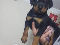 Rottweiler yavrularımız