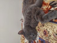 Sahibinden british shorthair kedimiz