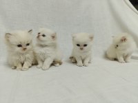 British Longhair Bebişlerimiz