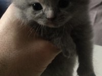 Scottish fold yavrular