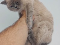 2 yaşında dişi british shorthair kedimiz