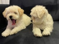 2 aylık yavru terrier yavrumuz