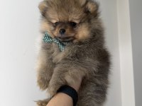 Pomeranian Boo Dişi Erkek Uygun