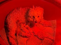 Poodle yavrularımız rezerveye acıktık 3 adet var