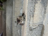 British longhair