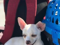 Şivava köpeğimiz 3 aylık aşıları tam