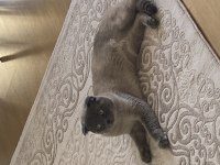 Scottish fold Lokum kedimiz