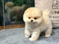 Sevimli Minik Pomeranian Dostlarımızı Görmek İster Misiniz?