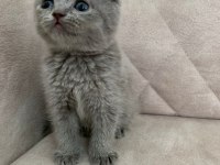 SHOW kalite ayı surat top kafa bebek scottish fold