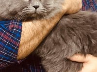 British ve Scottish fold harika yavrular