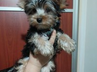 Micro Boy Yorkshire Terrier Bebekler