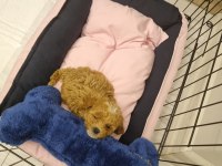 Orijinal gerçek maltipoo teacup isteyenler ulaşabilir