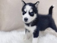 Husky Sibirya Yavruları