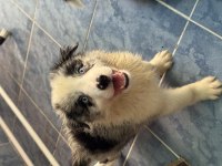 A kalite yavru köpekler