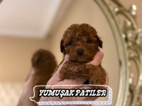 TOY POODLE DİŞİ ERKEK