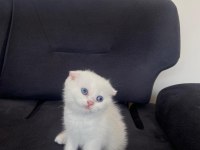 2 aylık scottish Fold