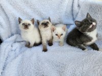 Kocaeli Darıca Minik Pati Kediler