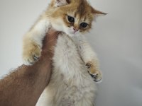Golden british shorthair yavrum