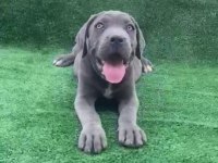 Dev cane corso yavruları