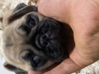 2,5 aylık pug a kalite